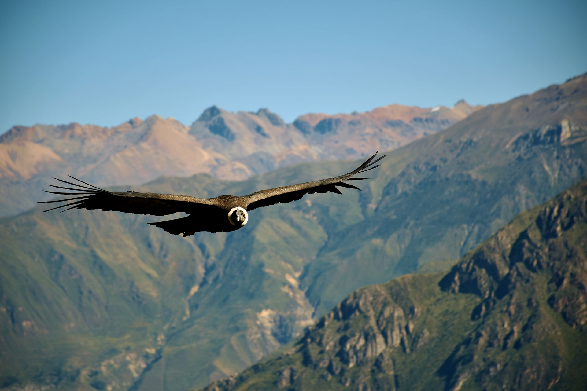 Chonta Canyon Andean Condor Viewpoint